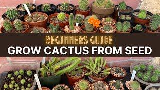 How to Grow Cactus from Seed (A beginners guide) | #cactuscare #cactus