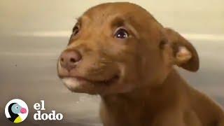 Esta perrita fue adoptada debido a su adorable sonrisa | El Dodo