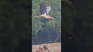 Marabou stork flying - birds of prey show - jungle park tenerife 4k