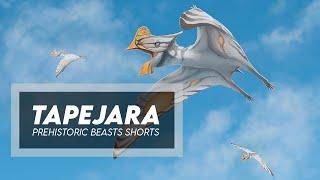 Brazilian Pterosaur - Tapejara