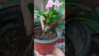 How to bushy vinca plants #shorts#sadabahar#vinca#bushy#cuttings #gardening
