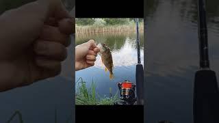 Наловив окуня/ Рибалка на спінінг/ Окунь/ Судак/fishing/ fish