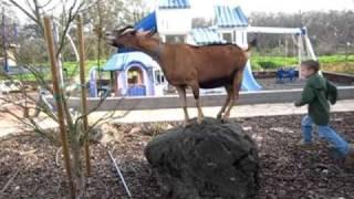 Goat plays king of the Rock