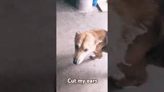 You can take my ears #dog #puppy #goldenretriever #funny #cute #animals