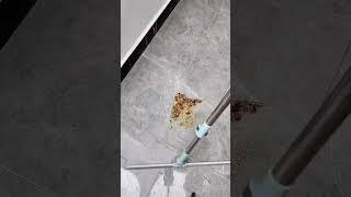 Cleaning Hacks: How to Use a Floor Squeegee Like a Pro!