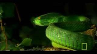 Deadly Venomous Viper | National Geographic