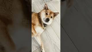 Sammy the doge!