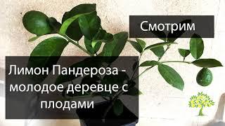 Лимон пандероза деревце 3 года обзор из Павловского Питомника