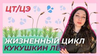 ЖИЗНЕННЫЙ ЦИКЛ МХОВ  — ЦТ/ЦЭ/устный экз