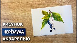 Как нарисовать черёмуху карандашом и акварелью начинающим | Рисунок для детей