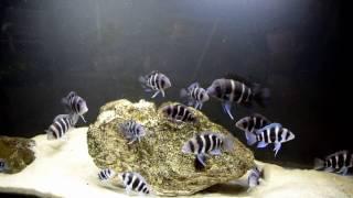 How to Improve the Growth Rate of The Frontosa Cichlids!