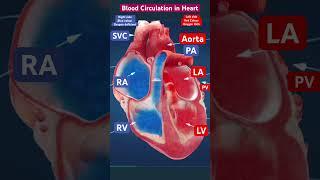 Blood circulation in heart l Heart anatomy 🫀 l हार्ट वाल्व l हार्ट एनाटॉमी #heart #shorts