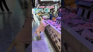 Dog buying chicken at the market