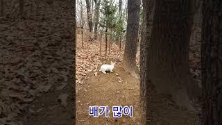 먹이 찾는 귀여운 산토끼