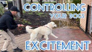 Controlling your dogs excitement #dogtraining #dog #dogs