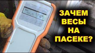 Зачем весы на пасеке?