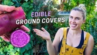 10 Edible Ground Cover Plants for Permaculture Gardening in Australia // Edible Gardening Tips