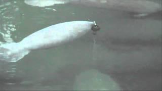 Manatee Plays With Floating Tracking Device