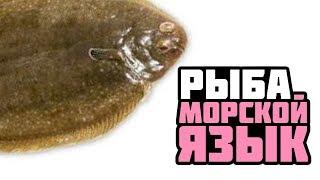 Рыба. Морской язык