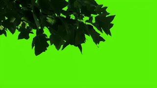 Tree branch leaves green screen video download | Green screen leaves branch video editing