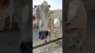 Rani Cow  #cow #cows #shorts