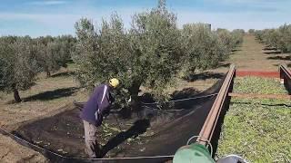 Recogida de aceituna Campaña 2018-19 en Olivar de lasolana2