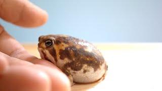 Rain frogs, wake up. Cute assortment 