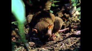 Pure Nature Specials - Tarsier Primate The Littlest Alien - Documentary films