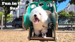 Bichon Puppy Playground Adventures (Summer Compilation)