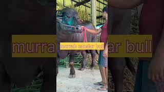 bhola bull  Karamveer breeding farm #youtubeshorts