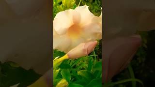 Flower plant of  gardenAkhi  #garden #music