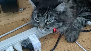 Mr.Wubbins feeds off the electromagnetic pulses from my POWER STRIP?!