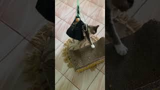 My Area !! Please go!! Don’t touch me #cat #oyen #shortsvideo