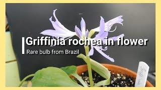 Griffinia rochae in flower.Rare bulb from Brazil