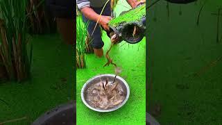 Catch Fish By Fishing Cage  #fishing #loach #satisfying