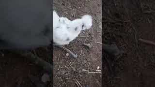 the fluffy butt hut peep show at moonlight hill flower farm LLC