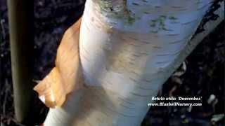 Betula utilis var. jacquemontii 'Doorenbos'  (Himalayan Birch)