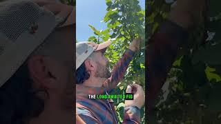What is this MYSTERY FRUIT??? #figs #orchard #farming #htx