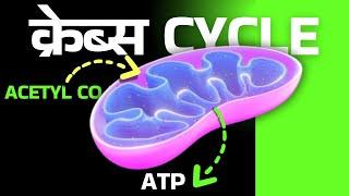 Krebs Cycle Animation | TCA cycle explained | Citric acid cycle simplified | Class 11 biology