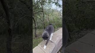 Yeehaw! Tuxedo Cat Goes Country | Adam's Achy Breaky Catwalk