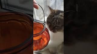 Спасибо, октябрь! #shortvideo #wood #woodcarving #woodworking #резьбаподереву #резьба #autumn #cat