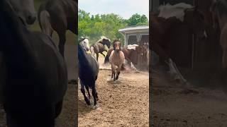 When The Horses Catch A Vibe