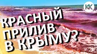 КРАСНЫЙ ПРИЛИВ в Крыму? НЕРЕАЛЬНОЕ цветение моря. Опасное явление? Капитан Крым