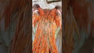beutkfull rosster #roosterfarm #love #reels