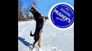 Dog reviews Paw Protection - Musher's Secret