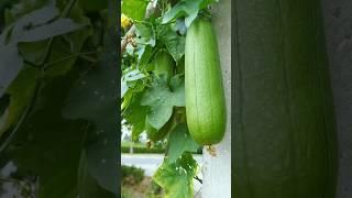 Beautiful vegetable  G 181 #beautifulnature #nature7 #fruit #vegetables #india #ytshorts