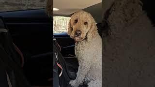 Artie goes for a ride  #standardpoodle #poodle #dogs #spoo  #ride
