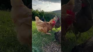 Volume up to hear some happy chicken sounds. ️ #chickens #homestead #freerangechickens #shorts