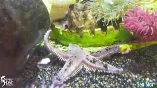 Sea Star (Asteroidea)