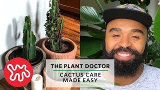 Cactus Care Made Easy | The Plant Doctor